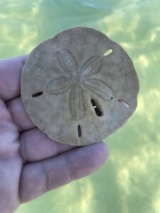 Hand holding a sand dollar shell on a Naples beach, with sand and sunlight highlighting its delicate design.