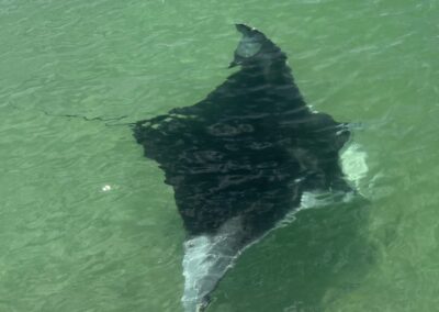 Spotted Eagle Ray swimming close to the shore beside a boat in shallow coastal waters