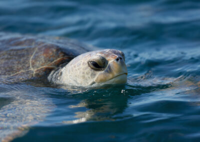 Close-up of a sea turtle's head emerging from the surface of clear blue ocean water