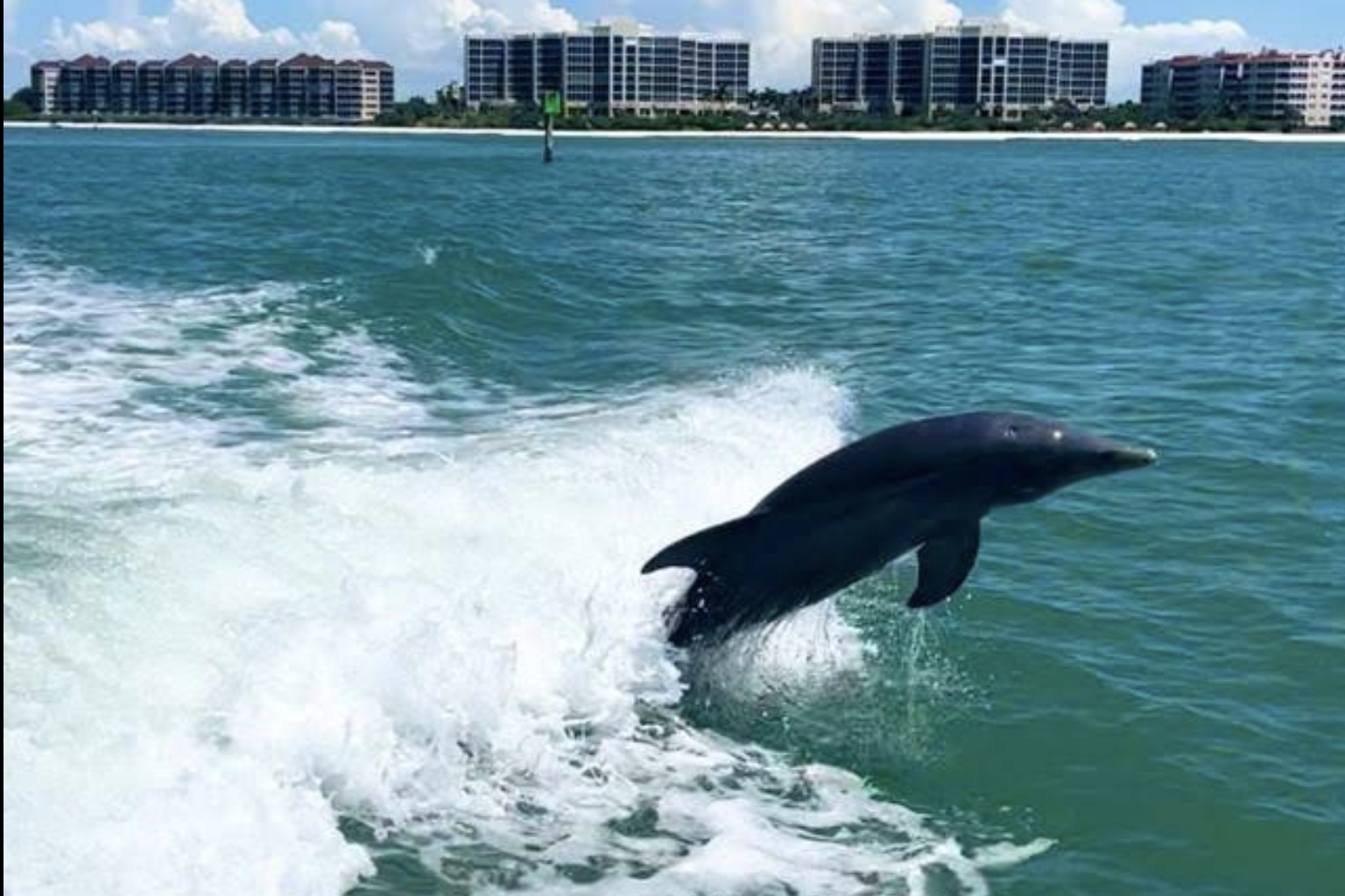 A dolphin leaps through the wake of a boat cruising near the shoreline of Naples, Florida, with waterfront condos in the background.