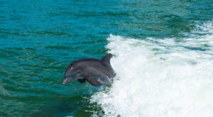 Bottlenose dolphin jumping in the wake of a boat during a private tour in Naples, Florida